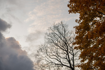 Wall Mural - Autumn has come, autumn is here. Yellow, crimson and colorful leaves on the branches of trees and shrubs. Bright, unusual colors of the leaves against the sky. Day, overcast, windy.