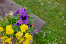Beautiful Flower Field Of Blooming Purple Yellow Wild Pansy ,heartsease ,Johnny Jump Up,garden Violet ,Field Pansy , Japan Is Small Flowering Plant Use As Meadow Flowerbed In Garden
