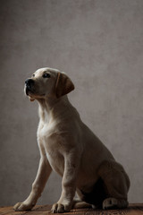 Wall Mural - side view of cute labrador retriever looking up in studio