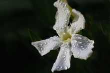 Closeup Of White Flowers Of Oleander Bush With Water Drops In The Evening Sun In Front Of Green Background