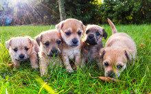 Five Brown Puppies In The Grass