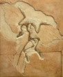 Fossil imprint of archaeopteryx showing bones and feathers.