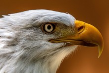 Close-up Of A Bald Eagle, Canada
