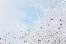Winter Background With Snow Branches And Blue Sky. Holiday Christmas Greeting Card