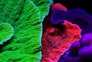 Wall Mural - Montipora SPS coral in coral reef aquarium tank