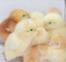 Little yellow chickens sit huddled in a box. Little hens.