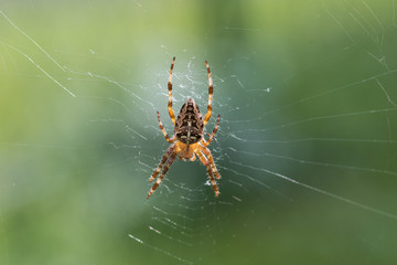 cross spider web, close-up