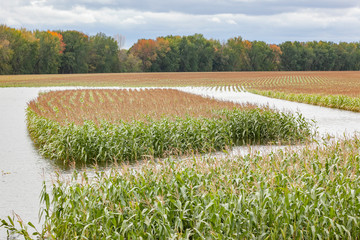 Wall Mural - A square area of corn in a flooded field in the autumn