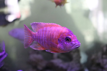  Fish in Aquarium