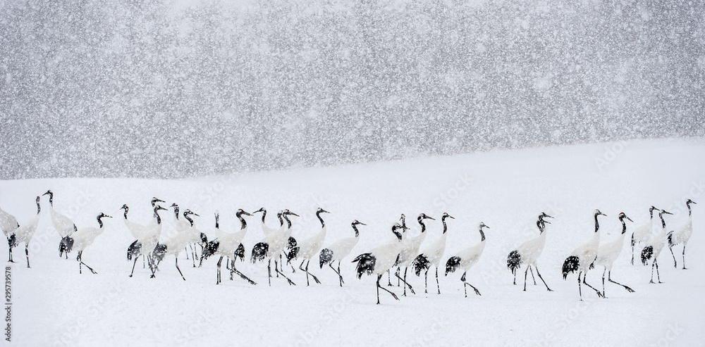Japanese cranes in snowfall. The red-crowned crane. Scientific name: Grus japonensis, also called the Japanese crane or Manchurian crane, is a large East Asian Crane. Winter season. - obrazy, fototapety, plakaty 