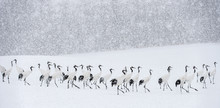 Japanese Cranes In Snowfall. The Red-crowned Crane. Scientific Name: Grus Japonensis, Also Called The Japanese Crane Or Manchurian Crane, Is A Large East Asian Crane. Winter Season.