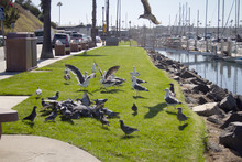 Seagulls And Pigeons In Grassy Park Marina Harbor Lovely Day