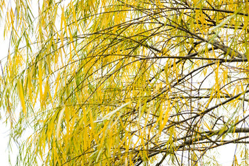 Wall Mural - Autumn has come, autumn is here. Yellow, crimson and colorful leaves on the branches of trees and shrubs. Bright, unusual colors of the leaves against the sky. Day, overcast, windy.