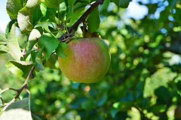 Wall Mural - Fresh green apples growing on trees at an apple orchard