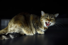 Scotty Fold Male Tabby Cat Hide In The Dark, Angry And Stressed.