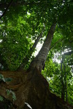 Fototapeta  - Buttress Tree Roots