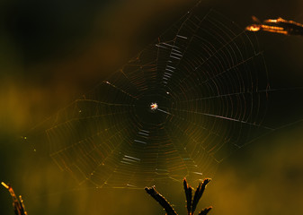 Wall Mural - Close-up view of spider web in morning of Summer