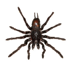 Wall Mural - Overhead view of a black hanging tarantula spider isolated on white