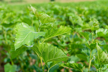 Seedlings of mulberry are growing.