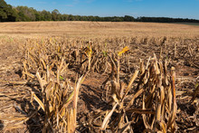 Millet Or Sorghum Field After Harvest