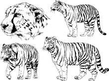 Vector Drawings Sketches Different Predator , Tigers Lions Cheetahs And Leopards Are Drawn In Ink By Hand , Objects With No Background	