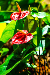 Wall Mural - Anthurium flower with natural background