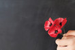 Hand holding red poppy flowers, remembrance day,  Veterans day, Anzac day, lest we forget concept