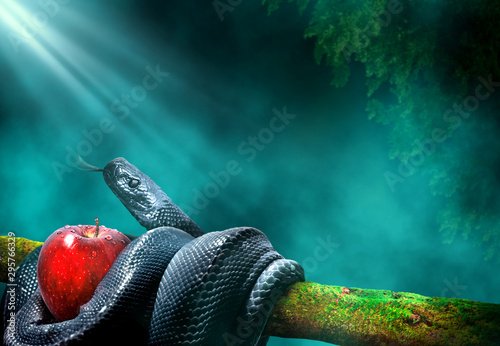 Fotografía Black snake with an apple fruit in a branch of a tree