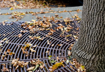 Wall Mural - Yellow elm leaves on a cast grate around tree