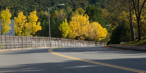 Wall Mural - Yellow maple and elm leaves on a curvy asphalt road in East Redmond