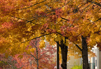 Wall Mural - Row of maples and elms with brown and yellow foliage