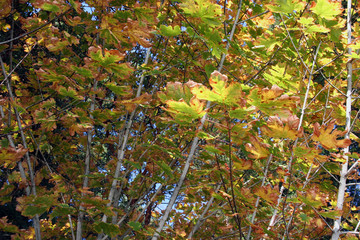 Wall Mural - branch of seabuckthorn with fall colored leaves