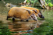 Red River Hog, Potamochoerus Porcus, Also Known As The Bush Pig.
