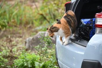 Poster - 車のトランクに乗っている猫