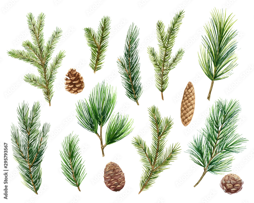 Christmas vector set with green pine branches and cones. Stock Vector ...