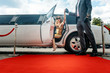 Driver helping VIP woman or star out of limo on red carpet