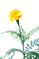 Marigold (scientific name: Tagetes erecta L.) is a large flower species. Beautiful yellow flowers.