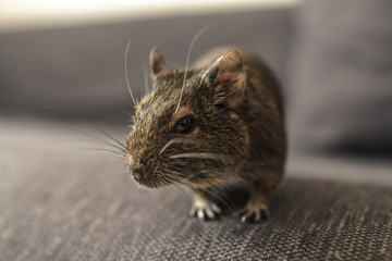 rodent Degu in room, close-up.