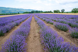 Fototapeta Krajobraz - Lavender. Growing herb in an agricultural field for medical and cosmetic products