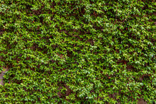 Natural Green Wall Of Climbing Plant Leaves. Texture Background