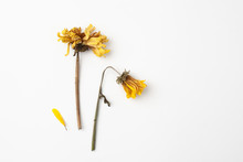 Dry Yellow Chrysanthemum Flowers On White Background