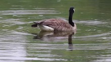 Canada Goose Bird Isolated Preening On Water With Ripples In Rain