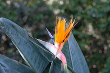 Beautiful  Strelitzia, Plant With Beautiful  Bright Orange Colours And Dark Green Leaves