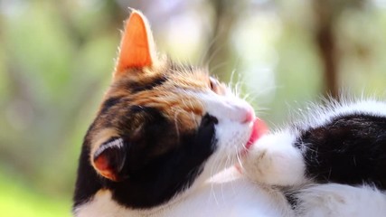 Wall Mural - cat licks its feathers to be cleaned