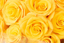 Big Buds Of Vivid Natural Yellow Roses In A Bouquet