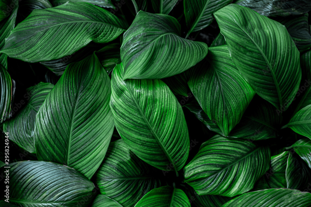 leaves of Spathiphyllum cannifolium, abstract green texture, nature background, tropical leaf - obrazy, fototapety, plakaty 