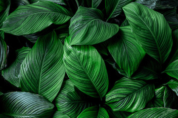 Poster - leaves of Spathiphyllum cannifolium, abstract green texture, nature background, tropical leaf