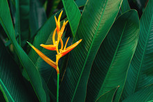 Colorful Exotic Flower On Dark Tropical Foliage Nature Background, Tropical Leaf