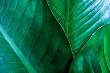 abstract green leaf texture, nature background, tropical leaf