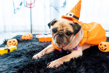 Cute Pug Dog With Halloween Costume Party At Home